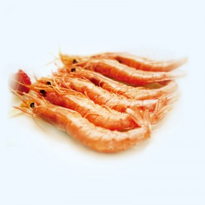 Argentina Shrimp