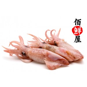 加州鱿鱼